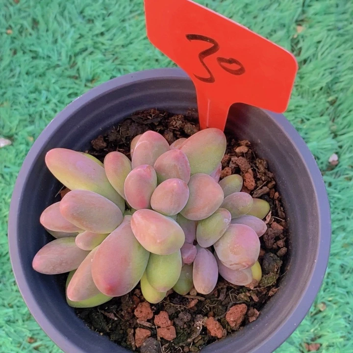 我说是在说吧还是