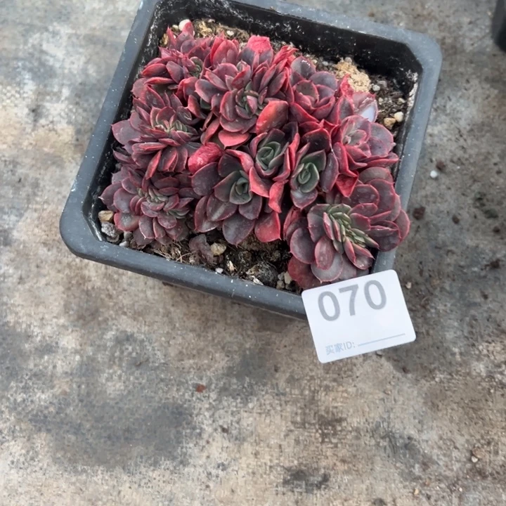 皮***科男的多肉一物一拍070