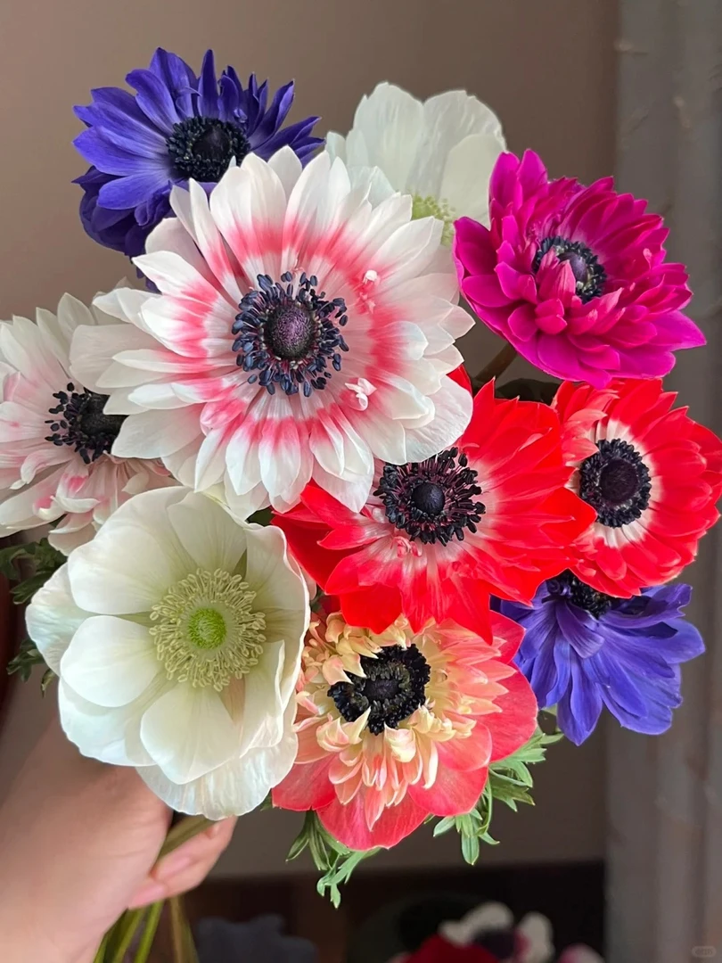 婵之语优选 重瓣银莲鲜花 随机色