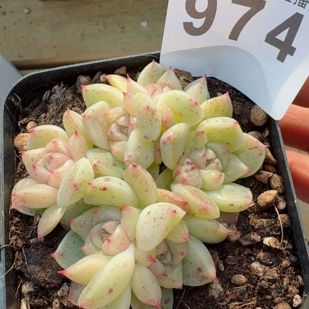 白糖珍妮         精品多肉