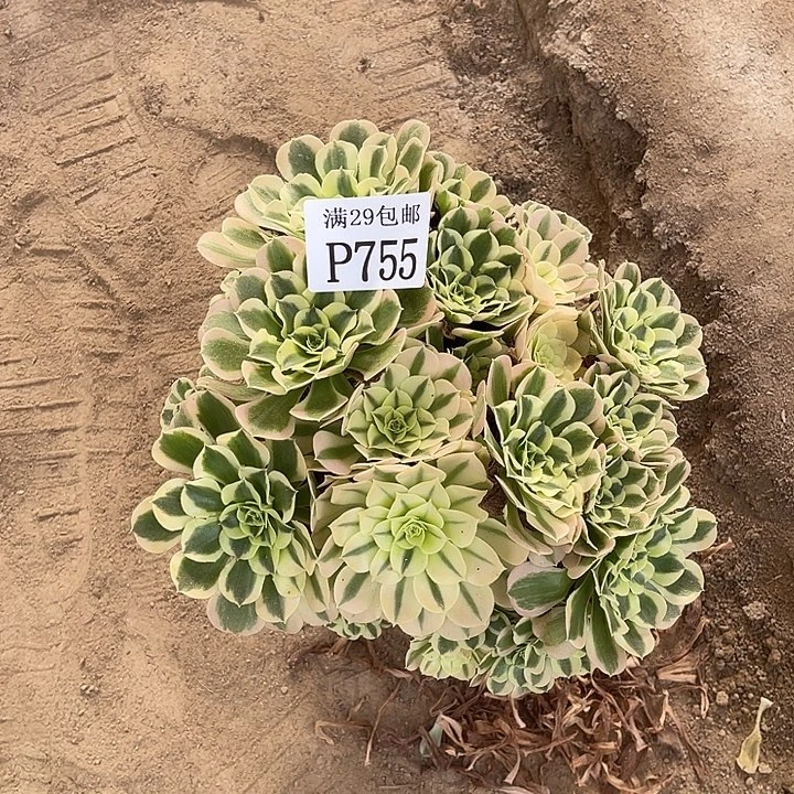 755白凤多肉植物