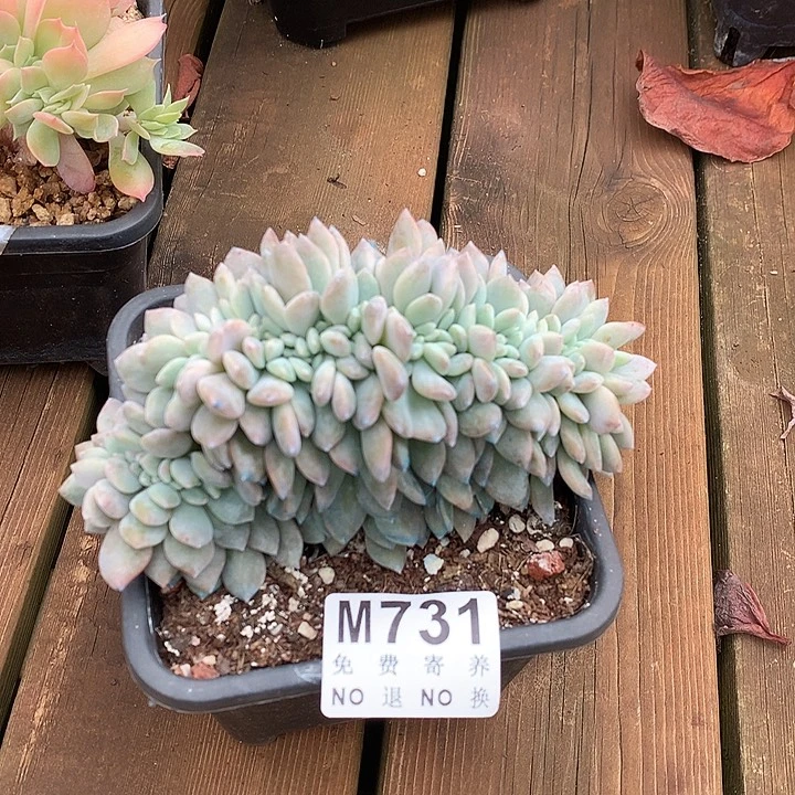 冰橙缀化 多肉植物 22号以后发
