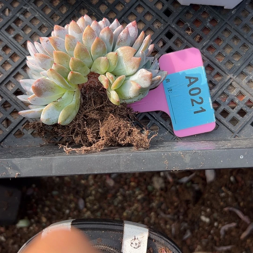 ****宝多肉植物一物一拍