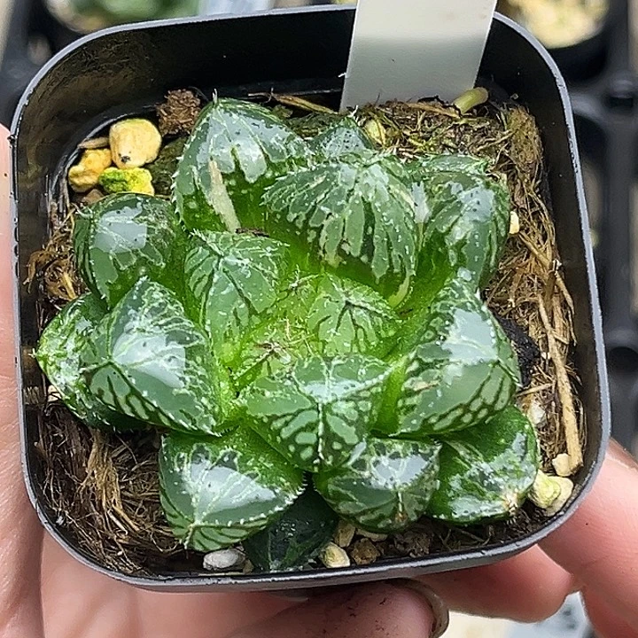 174大窗楼兰玉露锦