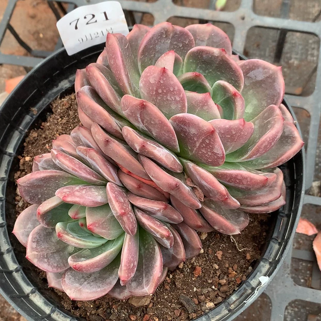 【闪购商品】云721号玫瑰香槟14厘米