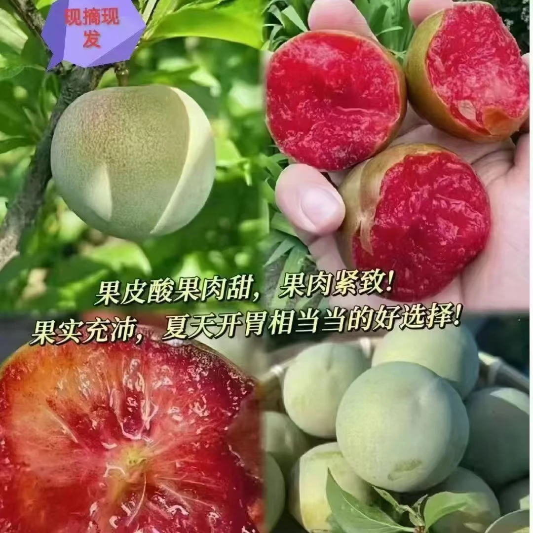 新疆正宗优质恐龙蛋新鲜李子当季水果脆甜多汁产地发货