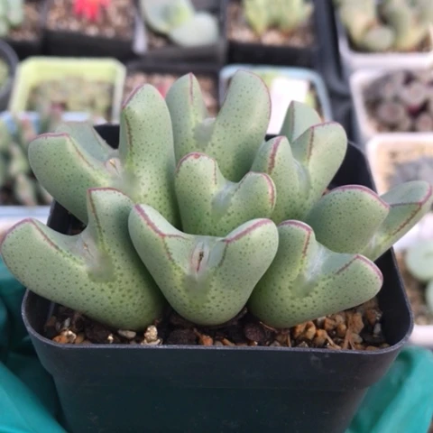 多肉肉锥 10头大眼睛少将