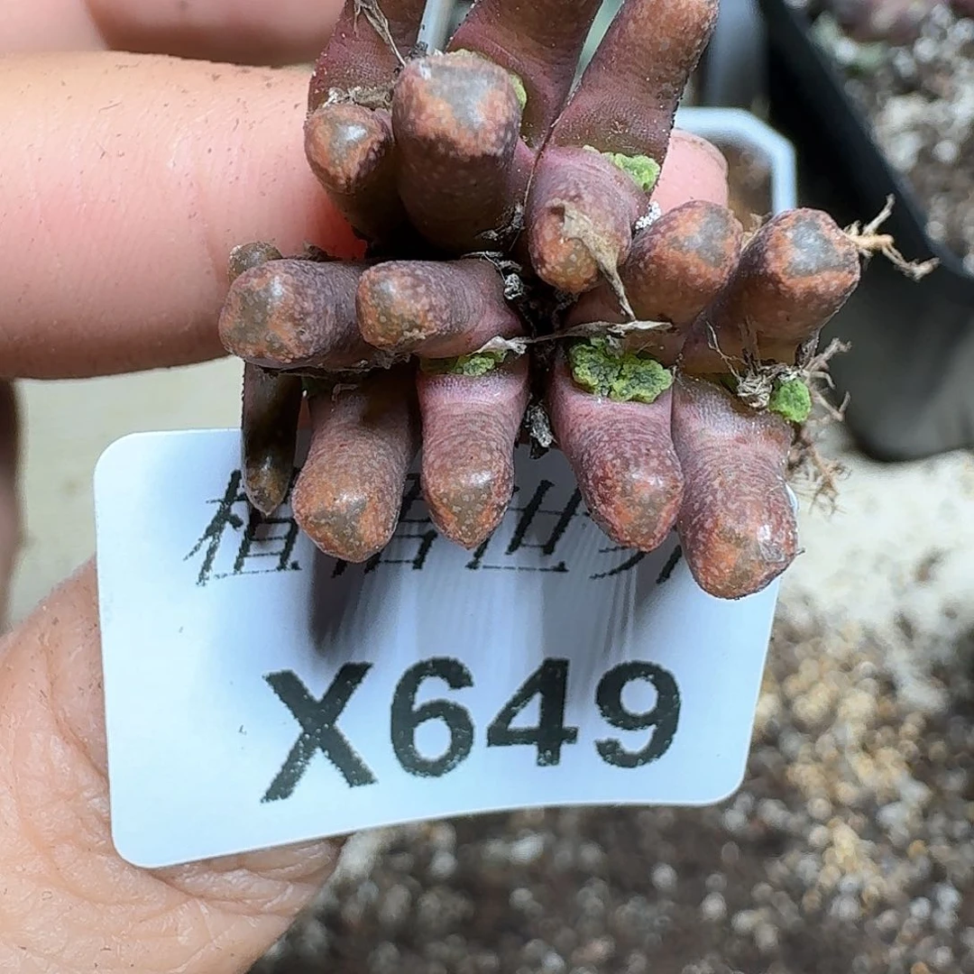 649盒多肉植物f f g