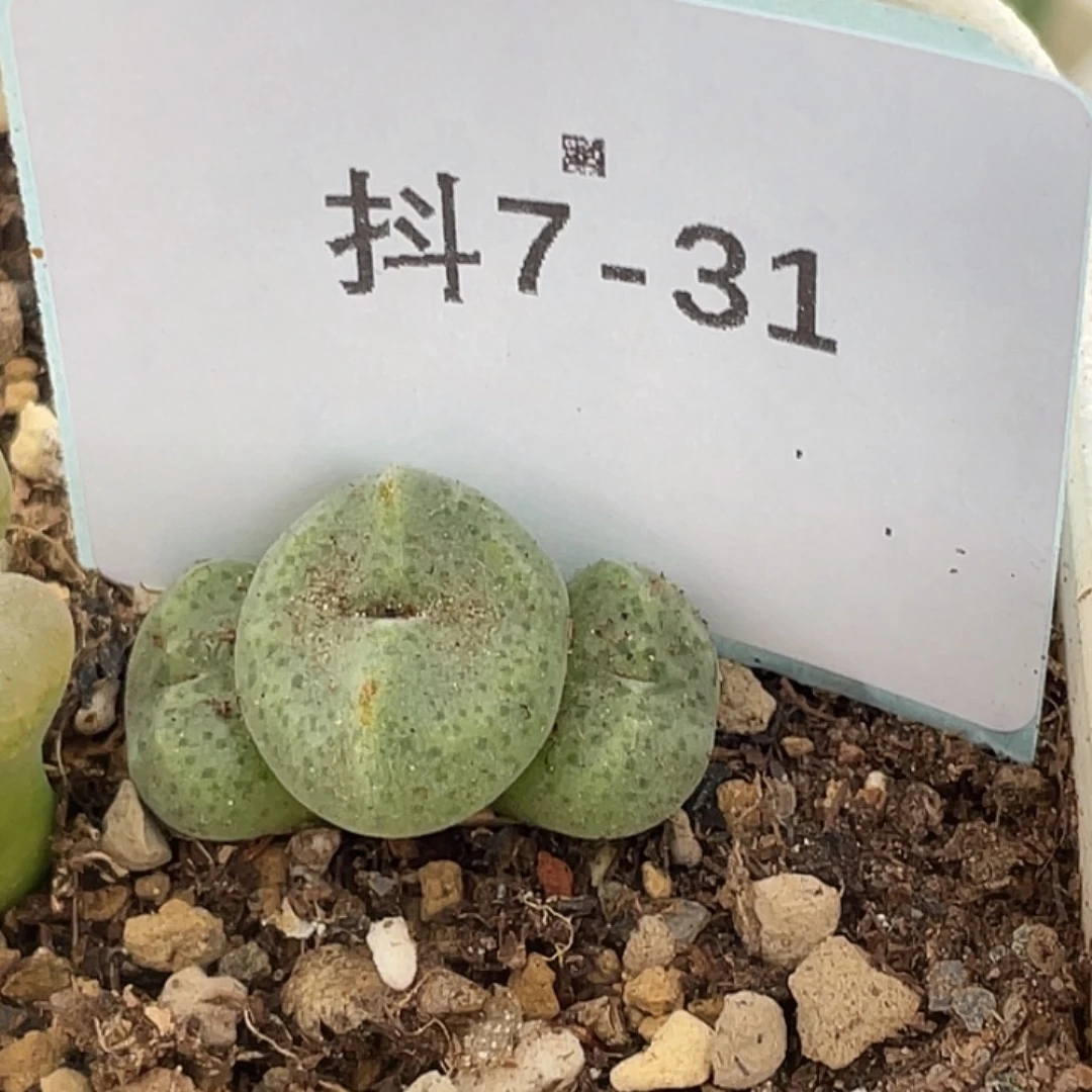5***97-31肉锥多肉植物