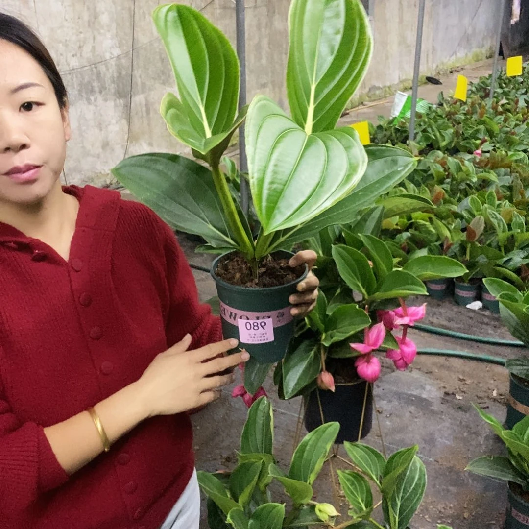 木本植物将****骏木本花卉980叶损