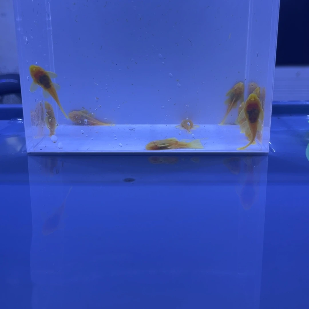 孔雀鱼胡子十条开箱视频报损