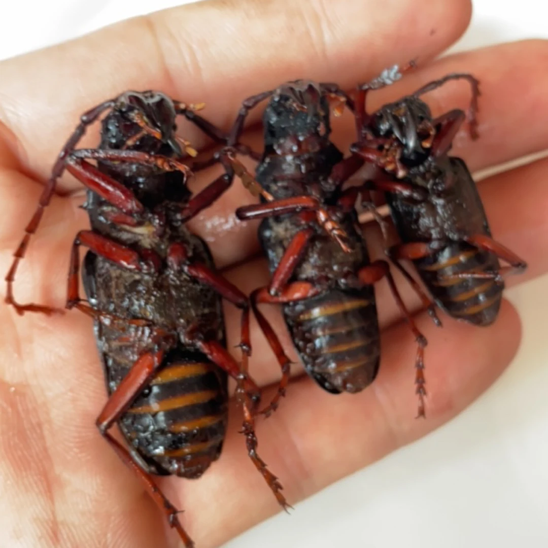 山东特产2025公山水牛新鲜干净无籽肉质美味鲜活包邮龙虱山牛