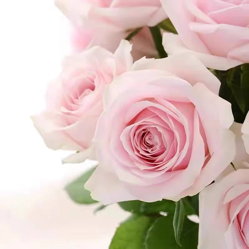 A级粉红雪山玫瑰云南鲜花批发粉色玫瑰花店用花个人家用鲜花包邮