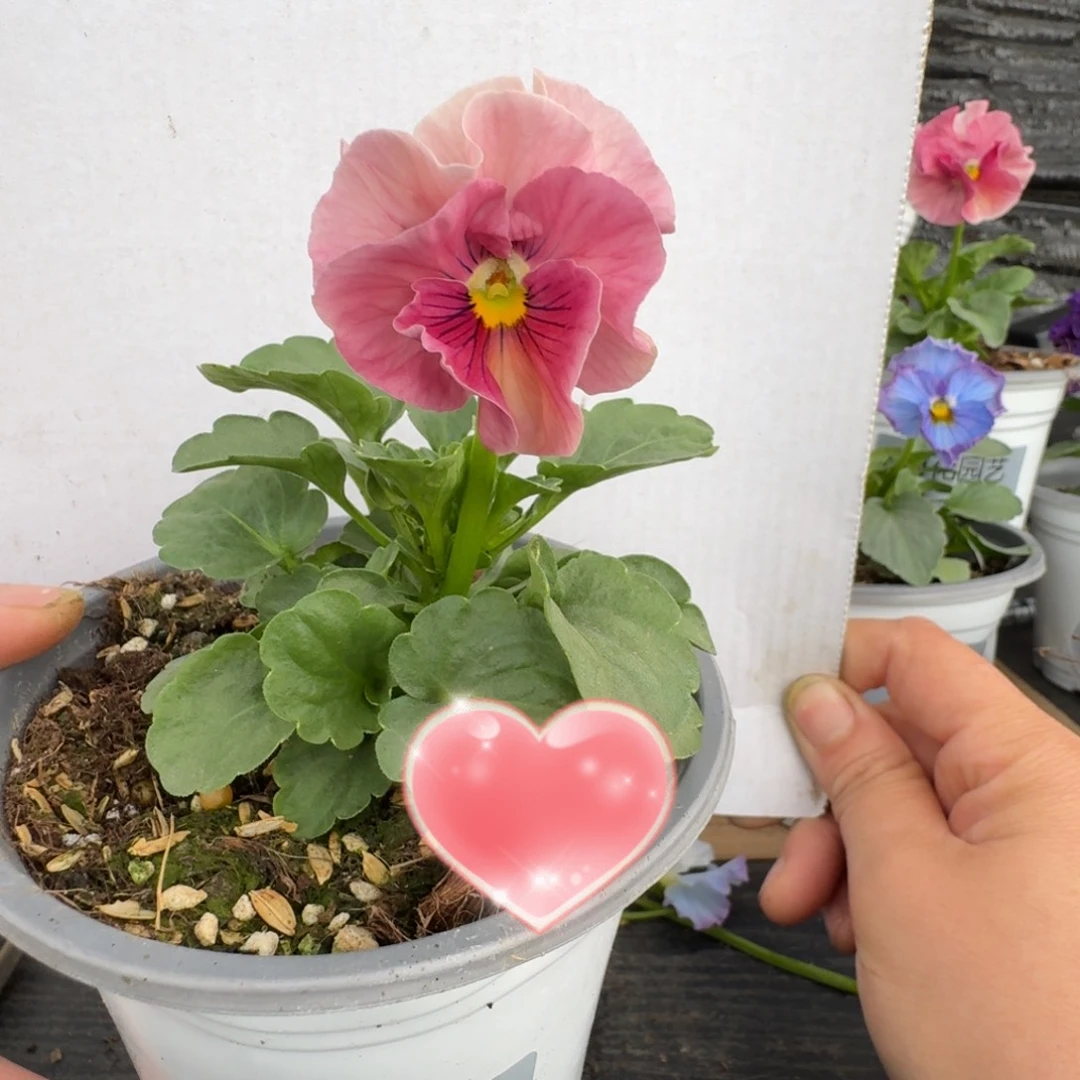 无花朵花**月588号角堇