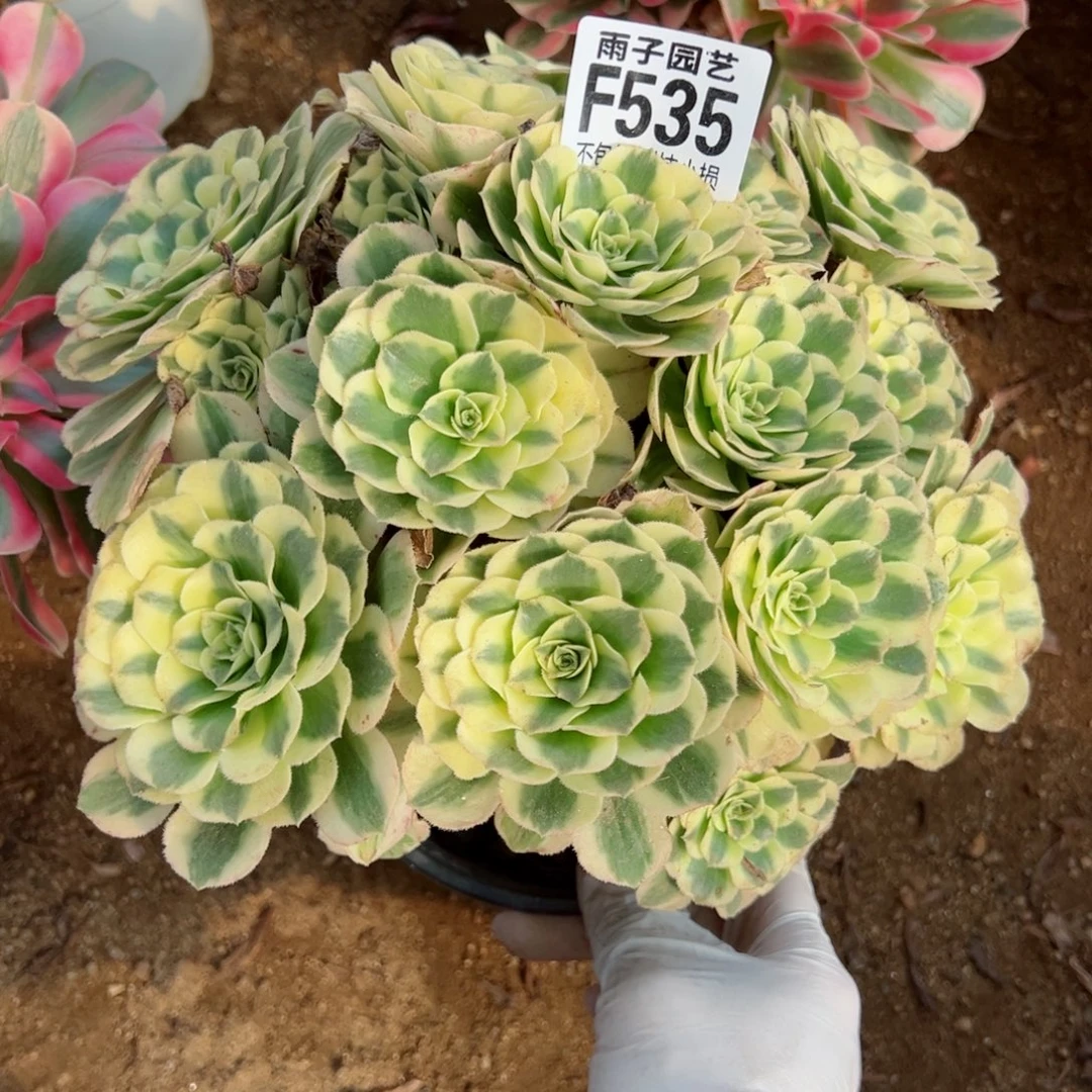 535迈巴赫尺寸23左右