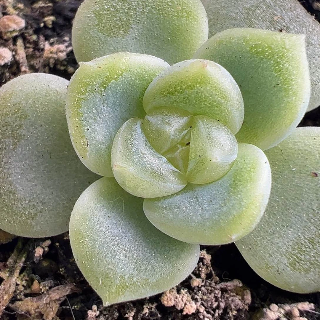 灯泡财富一物一拍