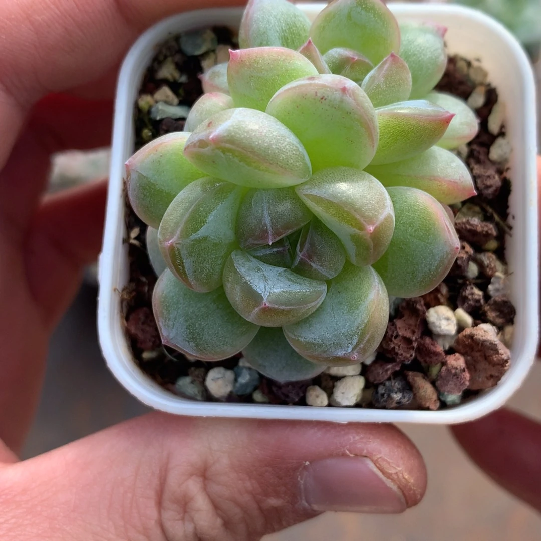 麦秆杂珍妮。       14号