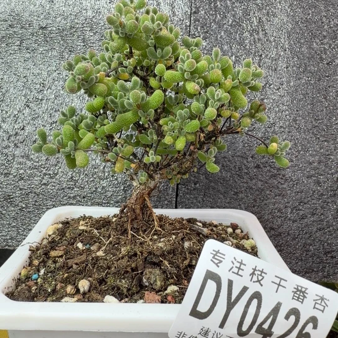 dy0426翡翠冠服7.5cm