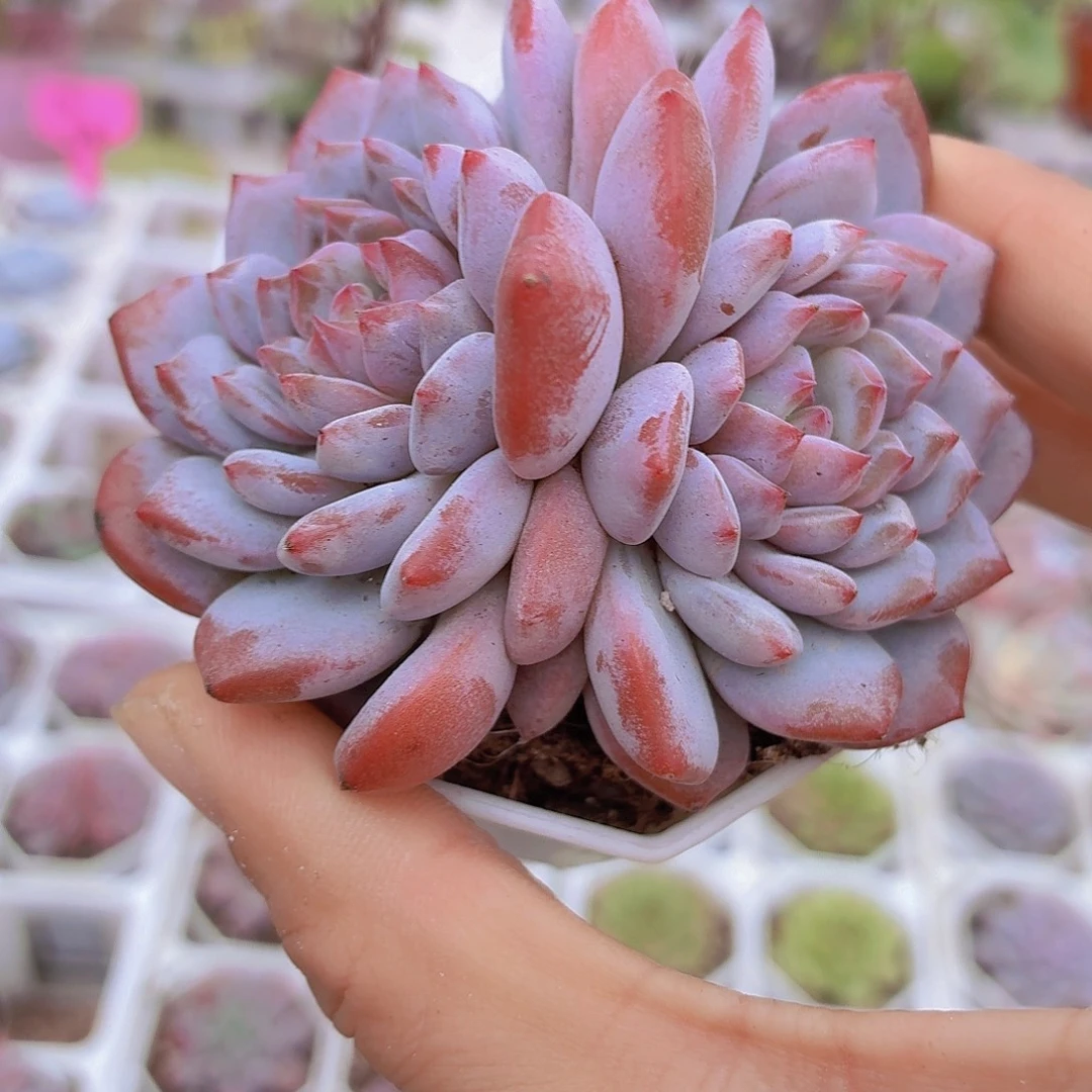 双头星星橙19包邮多肉