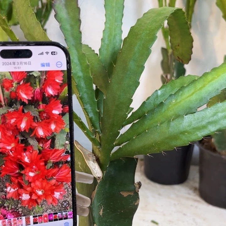 当前无花栽培后可以开花593