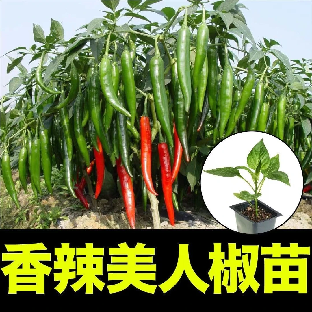 高产美人椒辣椒苗香辣美人椒树苗秧海椒种子四季盆栽朝天螺丝椒苗