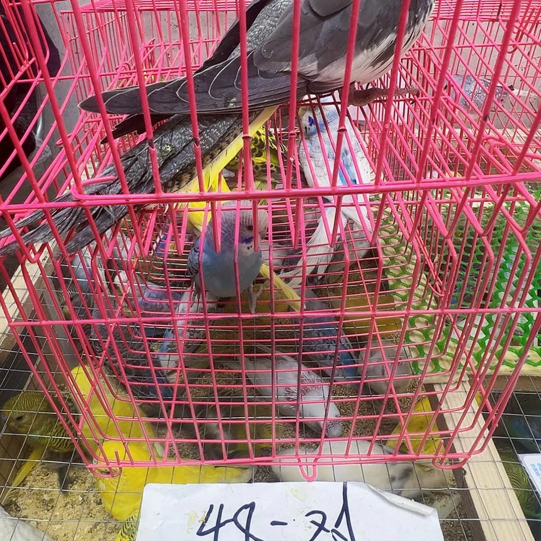 做****玄凤鹦鹉/鸡尾鹦鹉原始灰