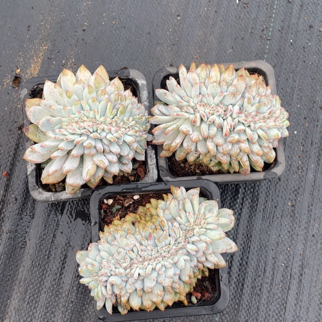 石榴子星影缀化三个一组有切繁殖