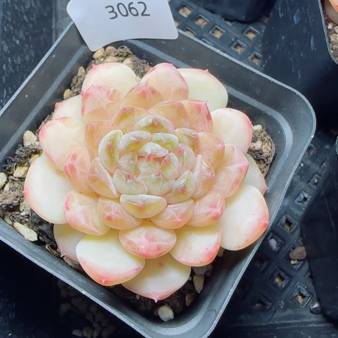 小奶龙，3062多肉植物