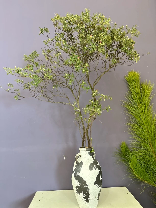 直播间山野花材栀子花盆景室内栀子花盆栽南天竹栀子花锦集