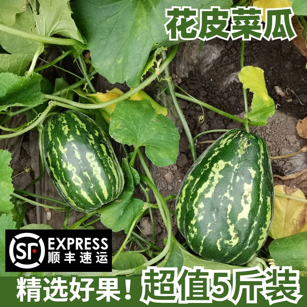 苏北农家新鲜花皮菜瓜水瓜青皮脆瓜现摘现发