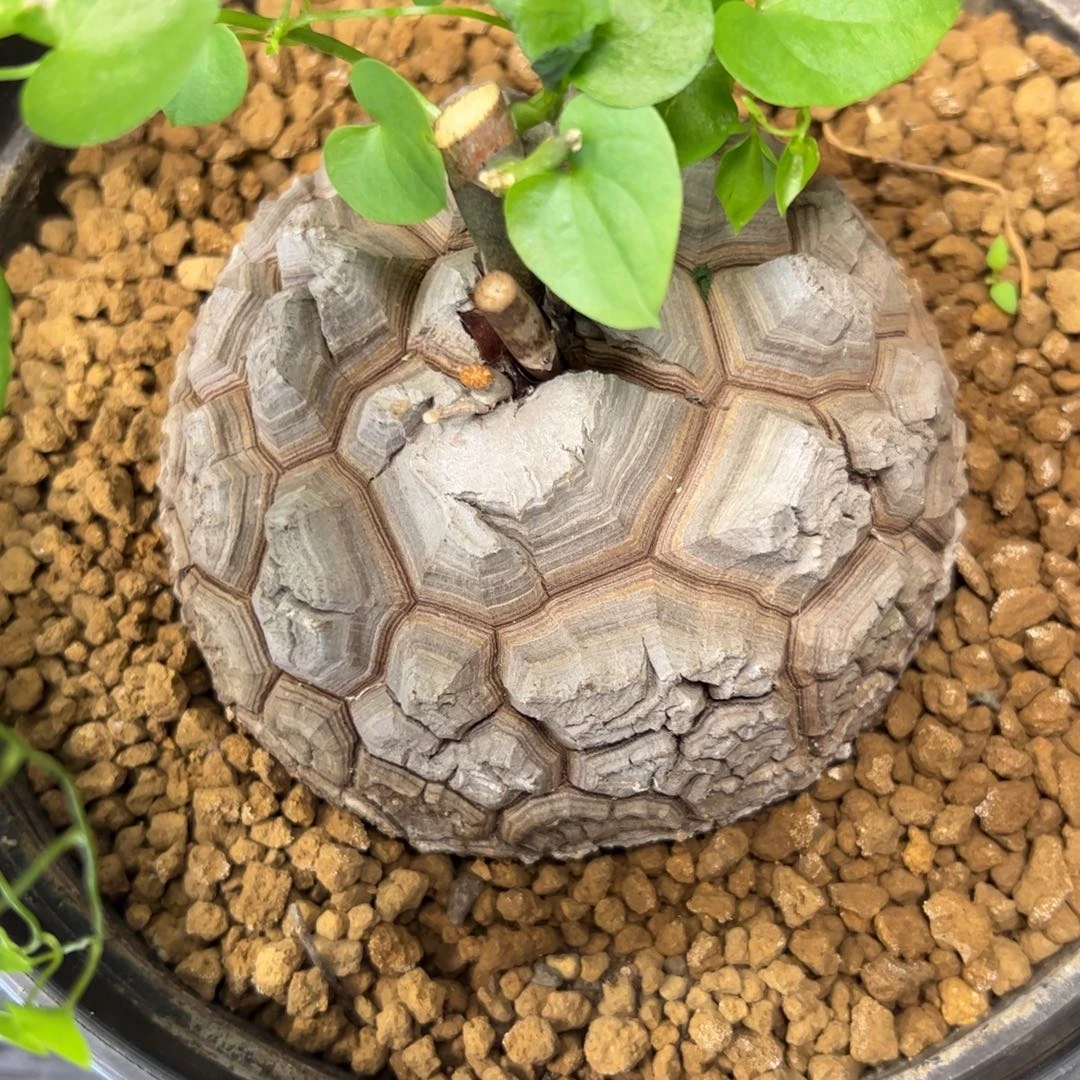 精品盆栽养定的龟甲龙602号