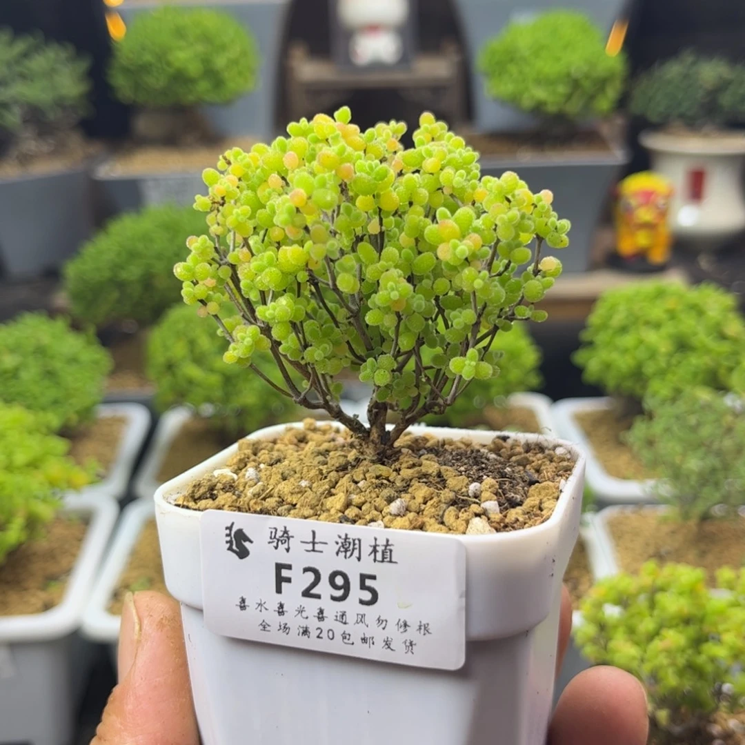 295精控蜜橘糖球枝干