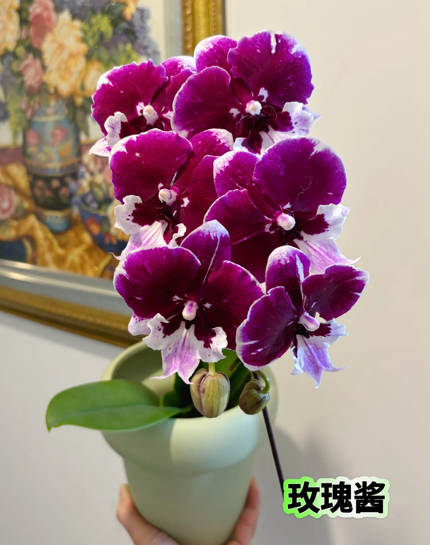 【玫瑰酱】出花剑苗 蝴蝶兰  3.5寸杯