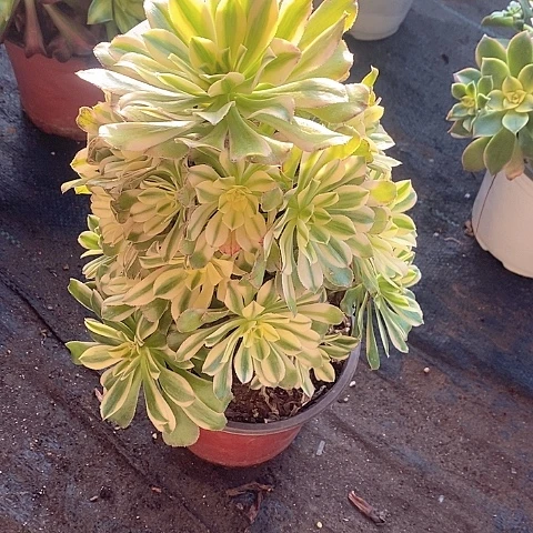 342艳日伞多肉法师微瑕疵款