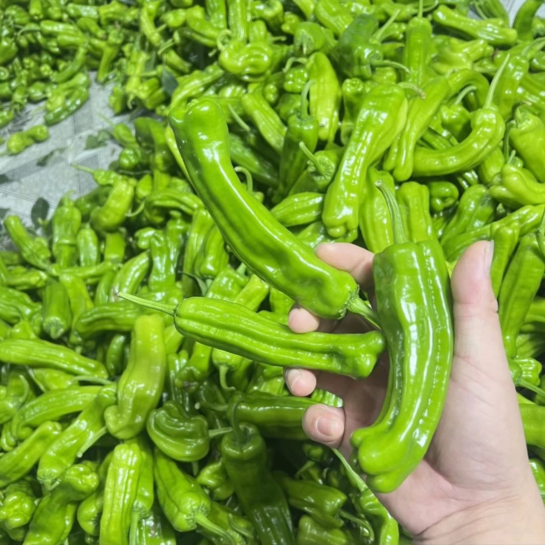 湖北辣椒 现摘现发  微微辣 3斤包邮