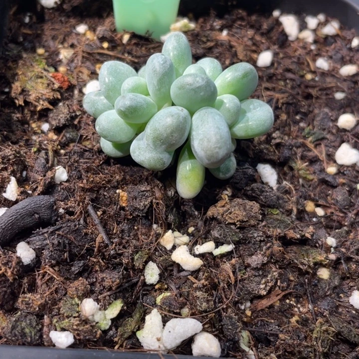 象牙奶锦406号的啊啊多肉啊啊