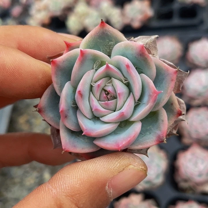 侧影3元5颗满18包邮