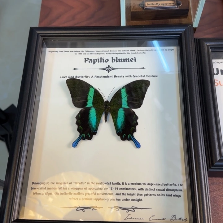 蝴蝶标本蝴蝶标本