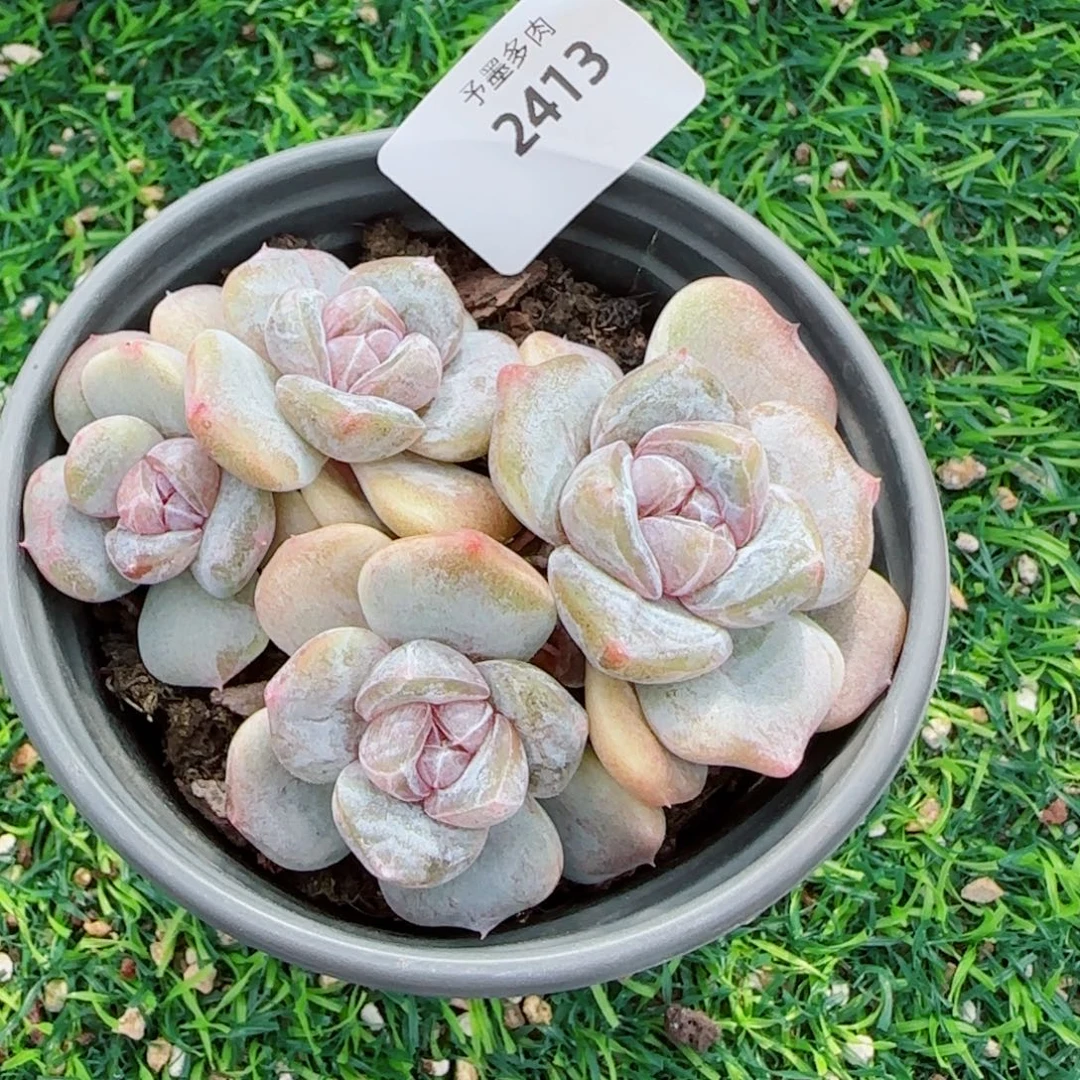 汉堡珍妮，2413多肉植物