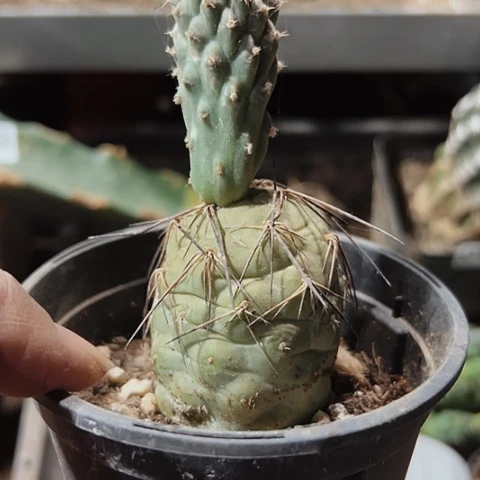 951自根习志野仙人球