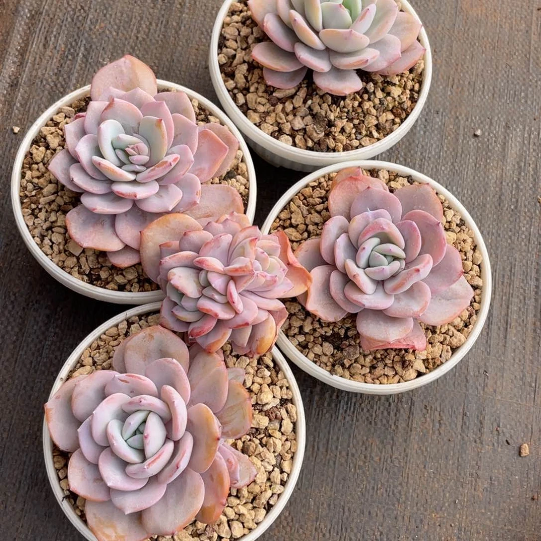 沫**言姐姐说要不就是一