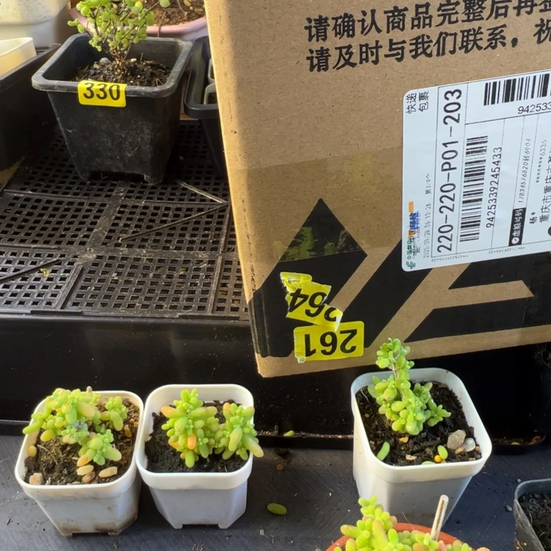 像***橙枝干番杏多肉植物261，264