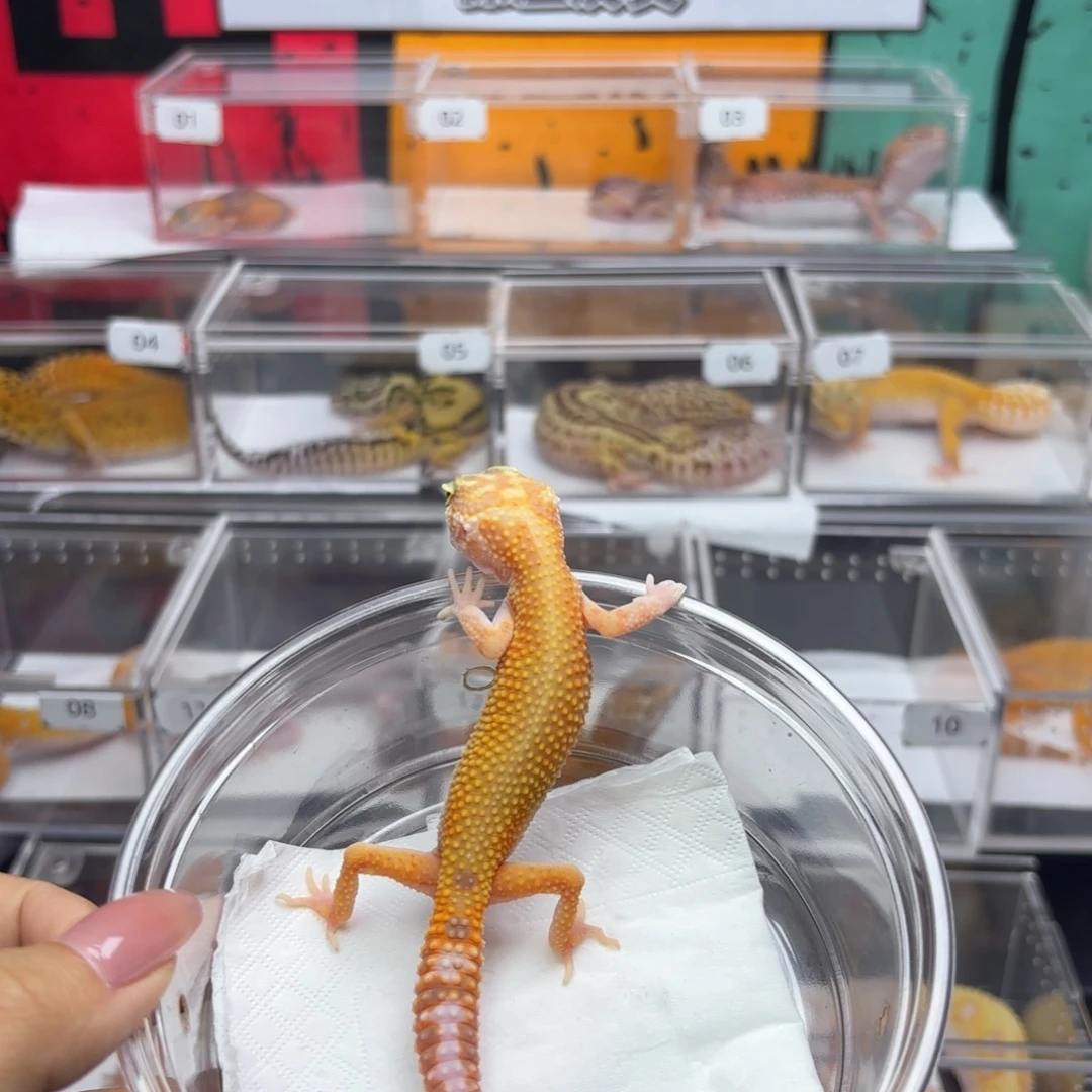 豹纹守宫无纹暴龙妹妹 9.10 R100