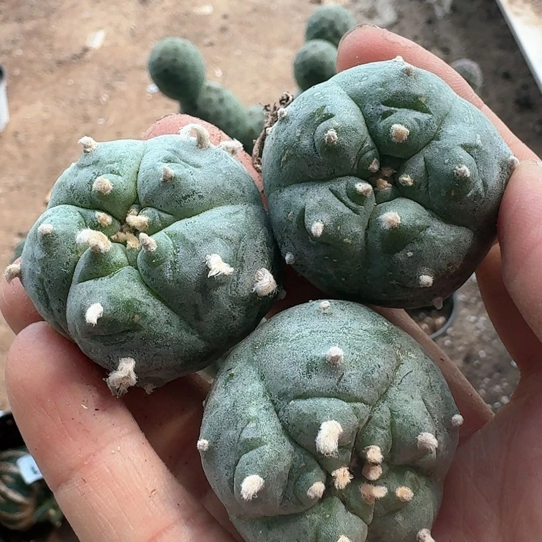 【闪购商品】无花朵萝卜根长谷川阶梯鲜