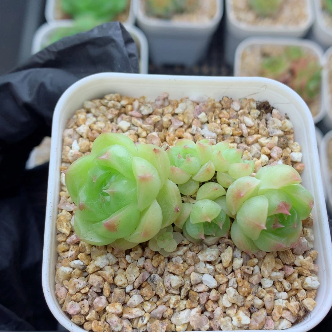 58包邮  群生不包整麦秆21