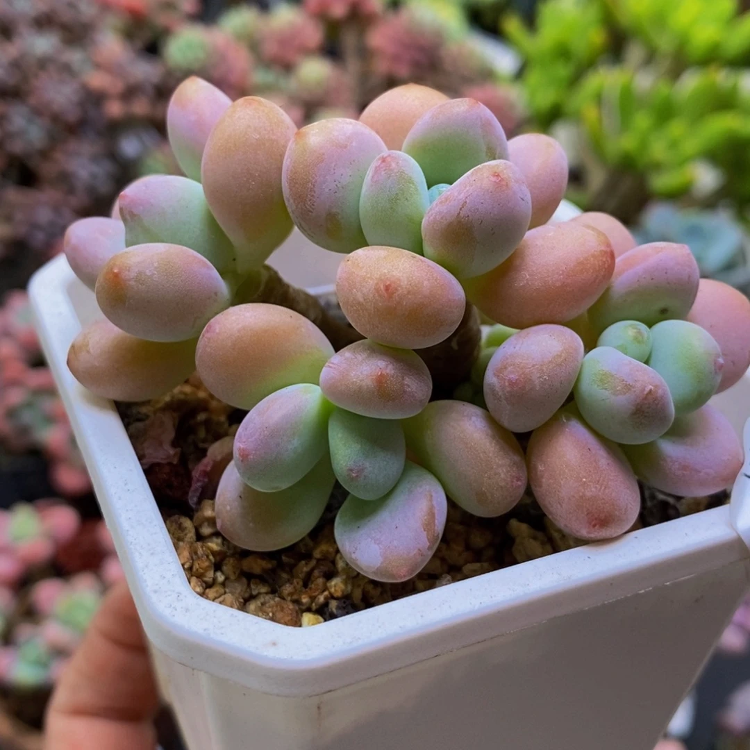 081樱花洛神8cm多肉
