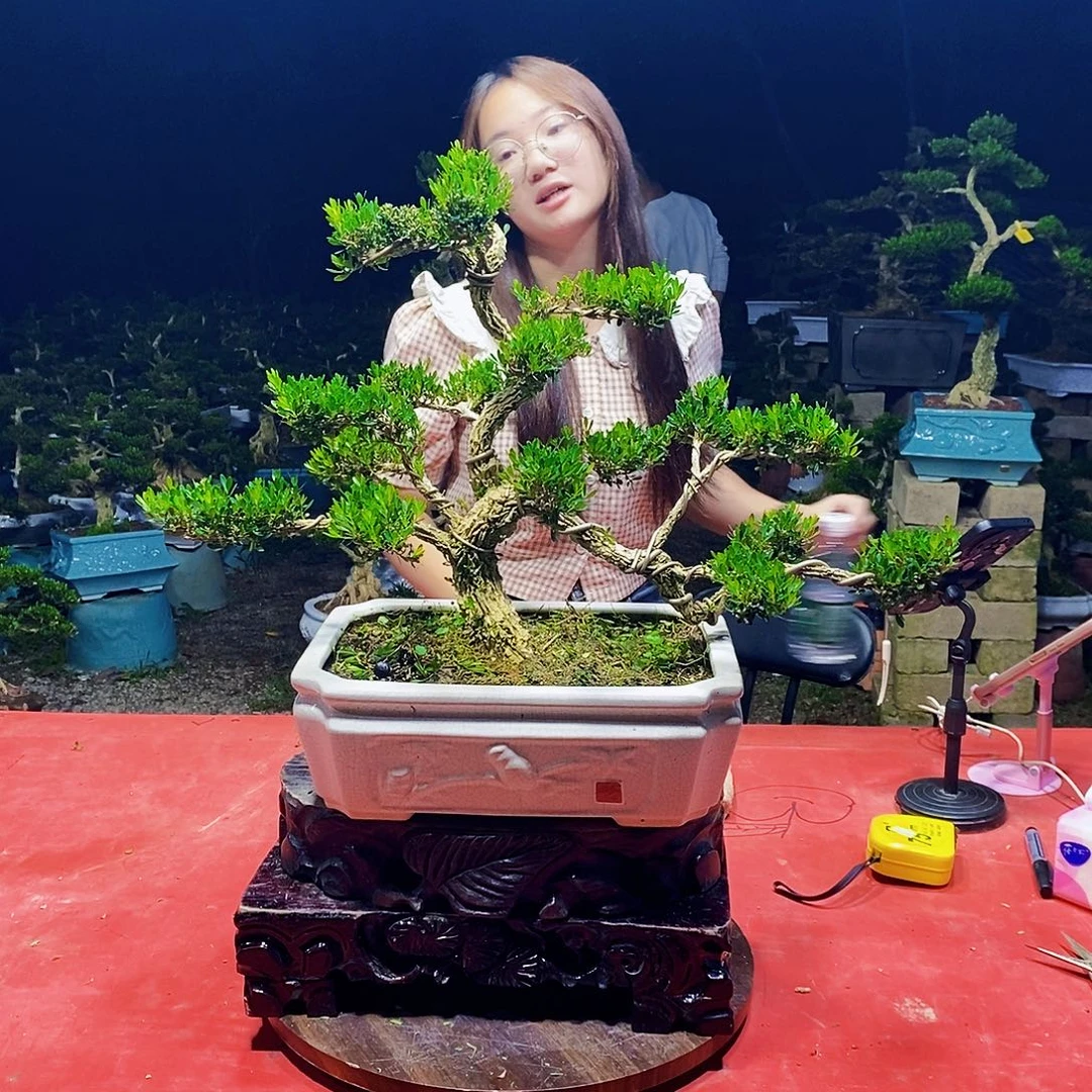 完全开放广东黄杨盆景