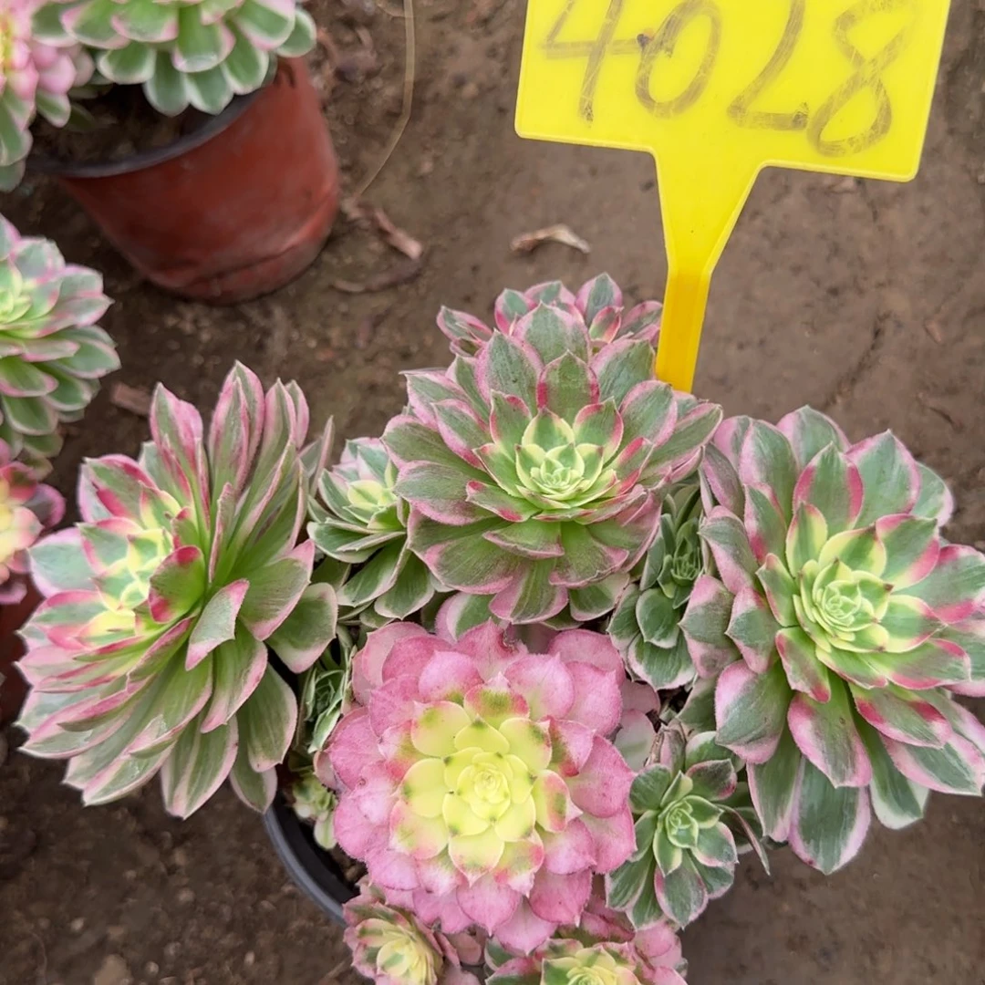 4028---多头多肉植物海王多肉植物