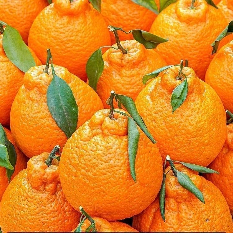 四川正宗丑橘耙耙柑当季新鲜多汁水果【全】