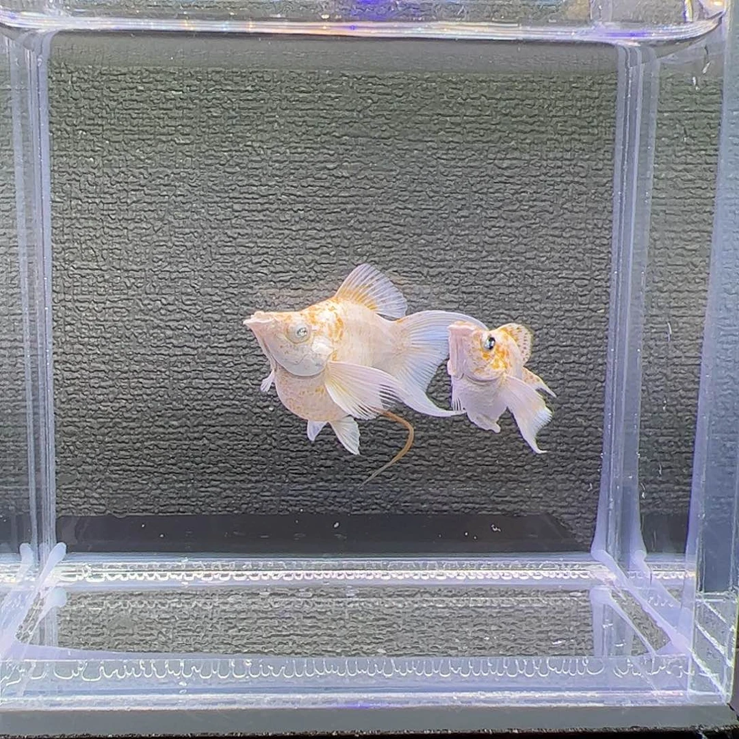 孔雀鱼樱花。钻眼。